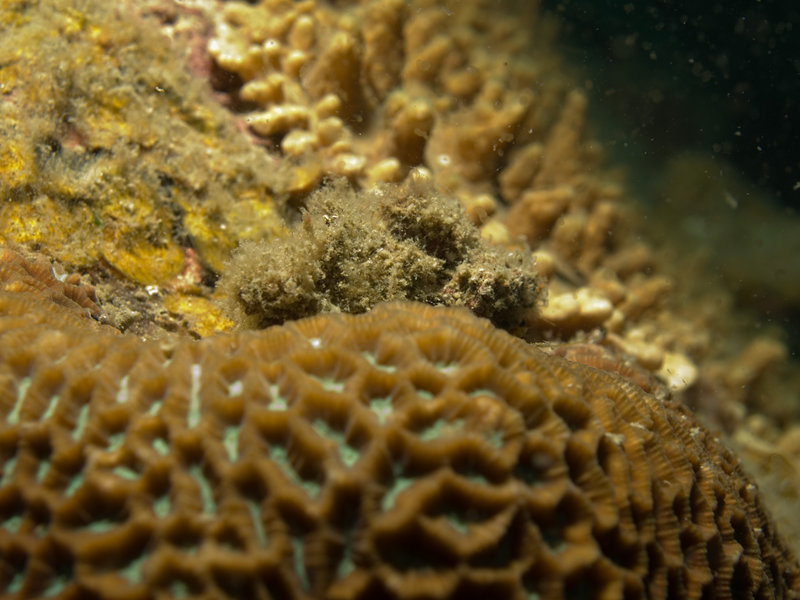 Scorpion Fish
